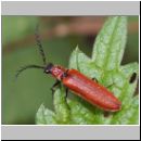 Denticollis rubens - Schnellkaefer 01.jpg